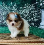 Lulu da Pomerânia