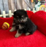 Lulu da Pomerânia